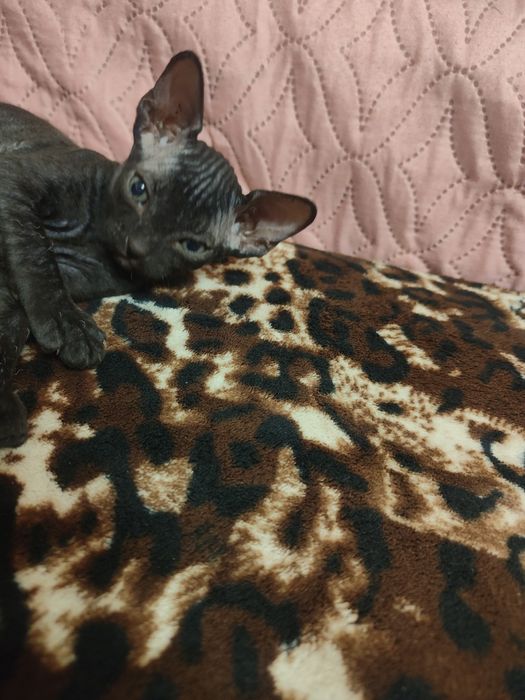 Продам породистых котят сфинксов