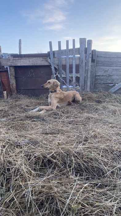 Казакски тазы собока