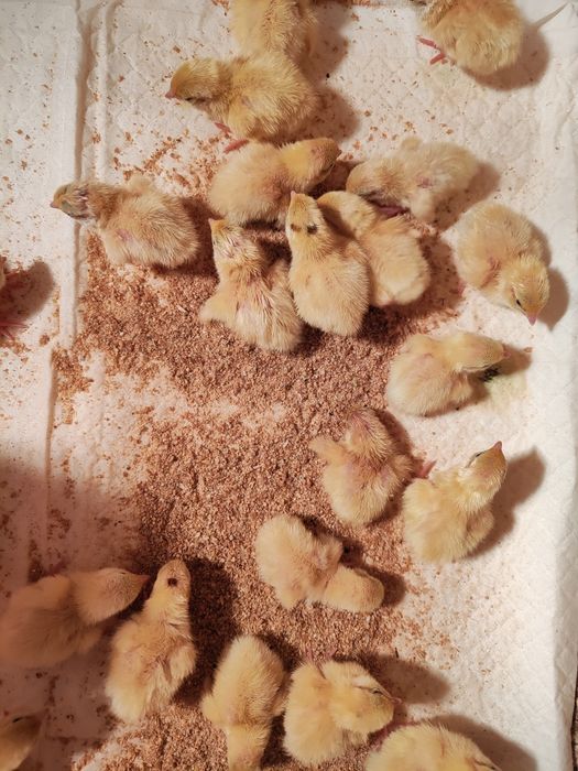 Цыплята перепёлки