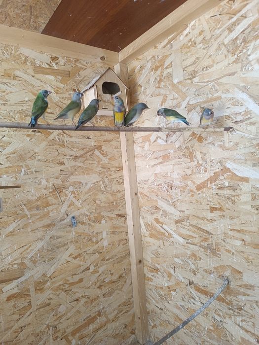 Продам Амадины ГУЛЬДА ОПТОМ