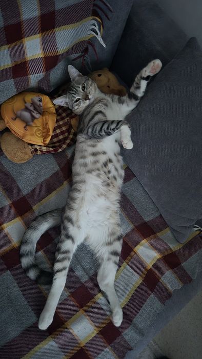 Отдаём в хорошие руки кота