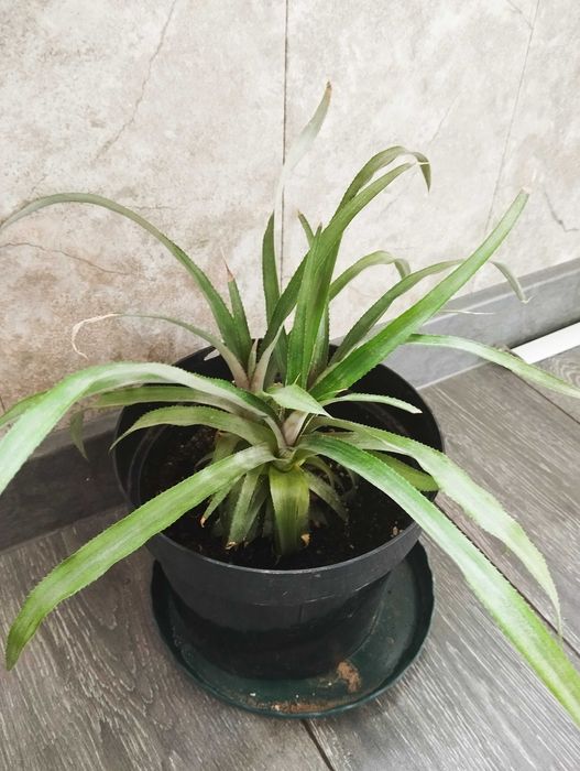 Ананас,стрелиция,хамедорея