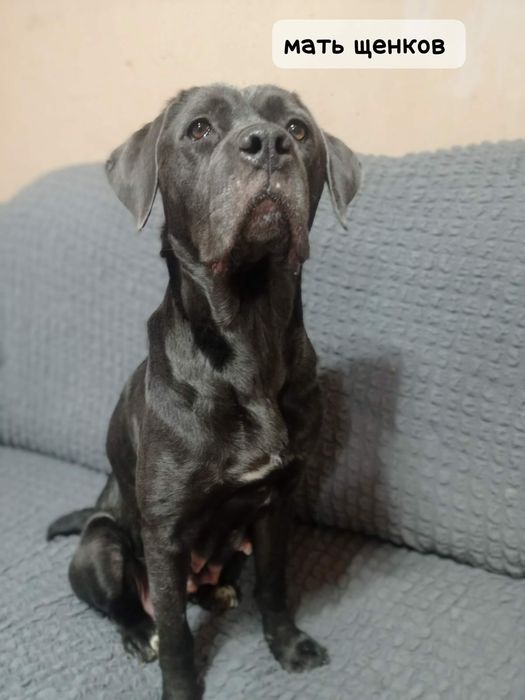 щенки Кане-Корсо