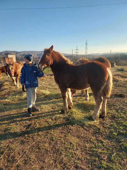 Mănza de vanzare  ,6 luni