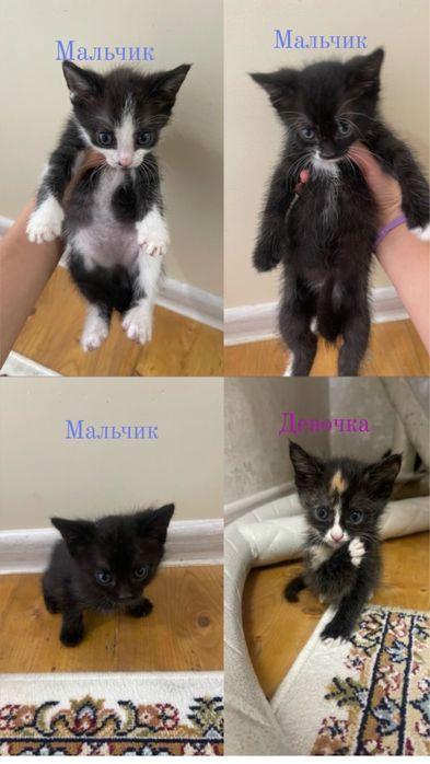 Отдам котят в добрые руки