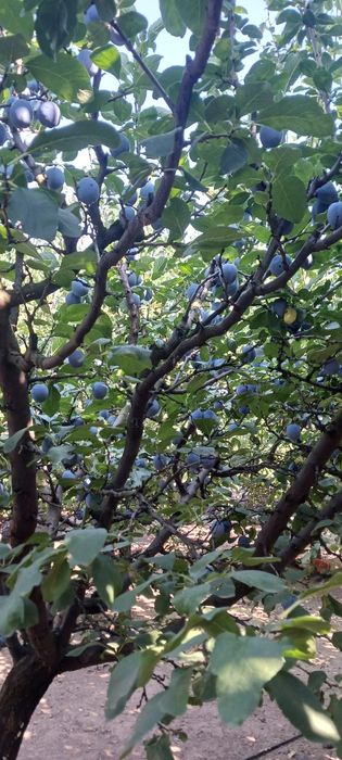 Prune sanatoase si curate din livada proprie în Curtici