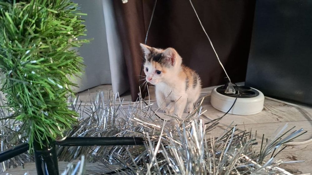 отдам даром в добрые руки