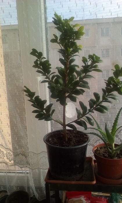 Copacei de magnolie,aloie vera si ficus tailandez