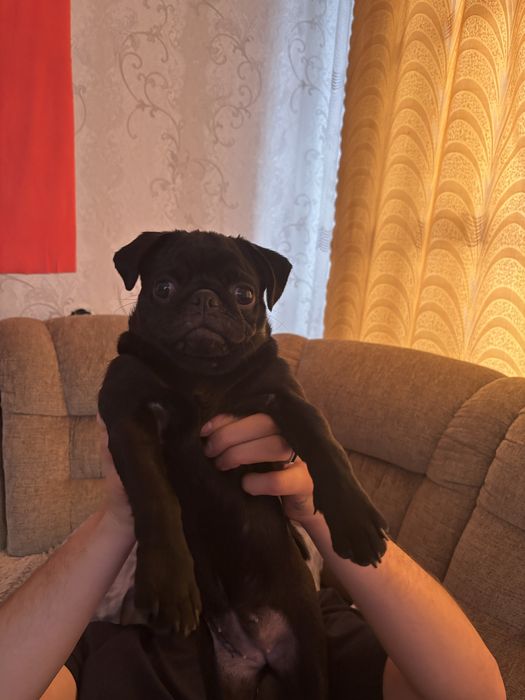 Девочка мопс ищет друга для связки