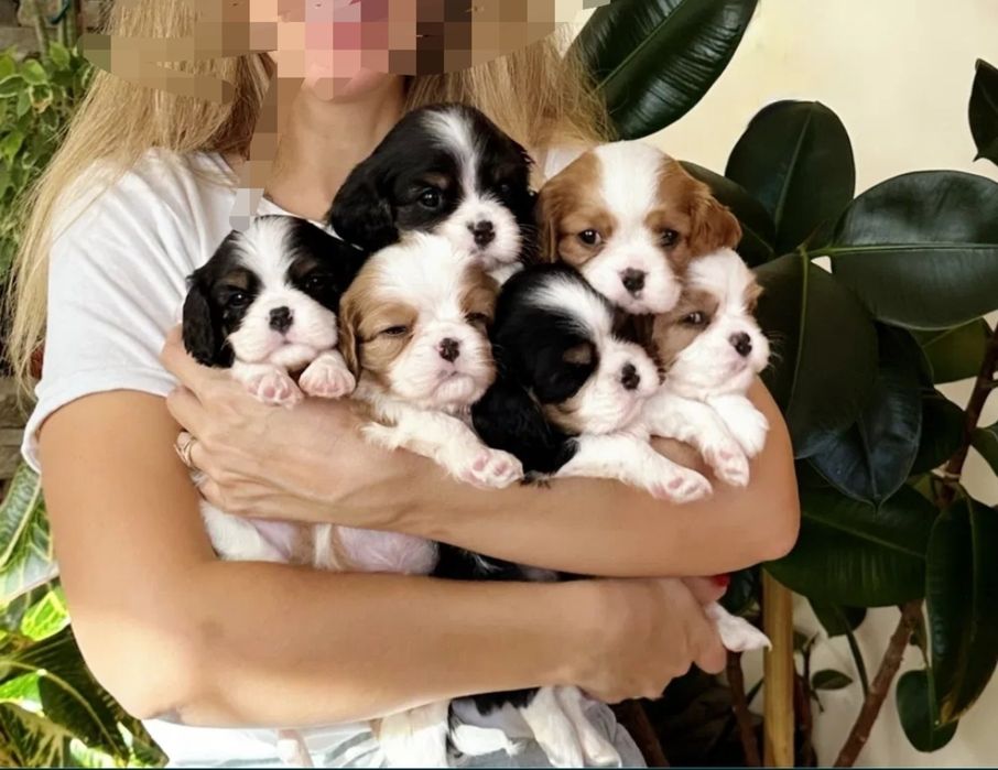 Кавалер Кинг Чарлз Шпаньол