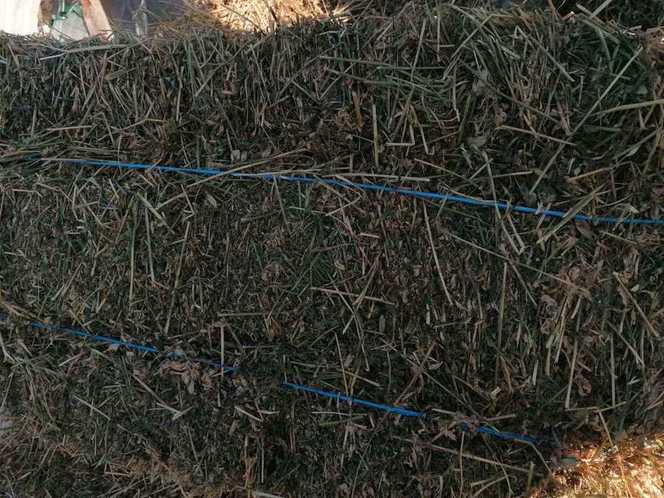 Baloți mici de lucerna