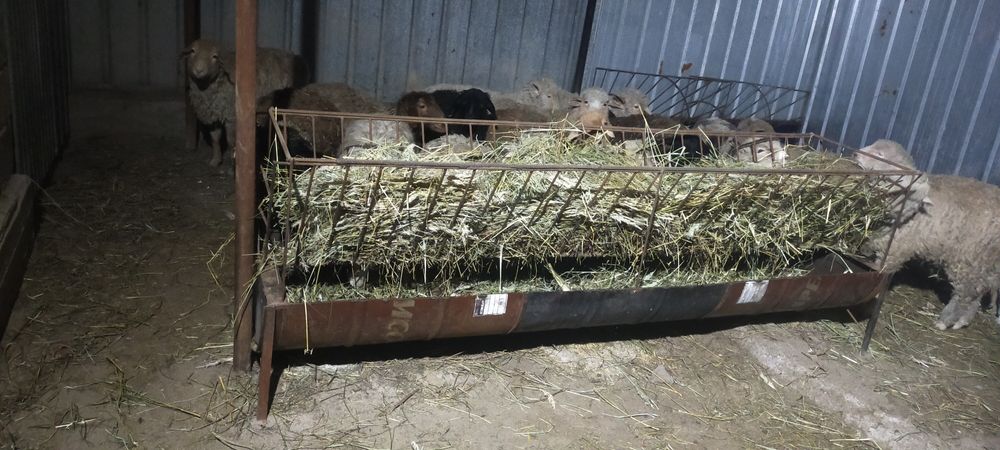 Продам жирных баран откорм