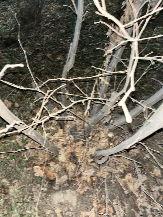 фундук саженец.