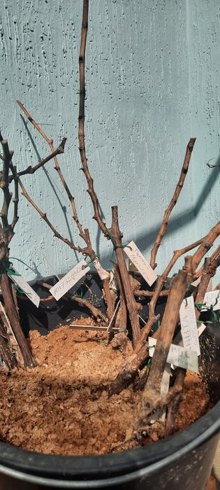 Продам саженцы винограда