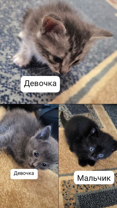 Милые игривые котята