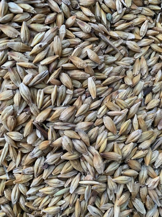 ПШЕНИЦА.Платный чат! Все корма.