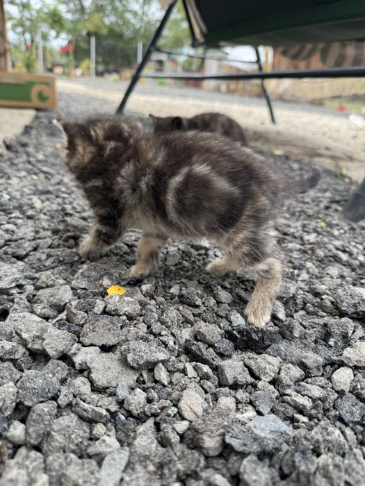 Donez 3 puiuți de pisică!
