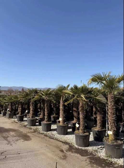 Palmieri de vânzare