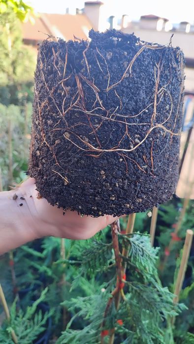 Купресоципарис Лейланди