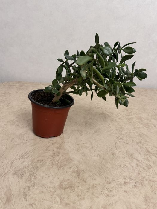 Цвета комнатные