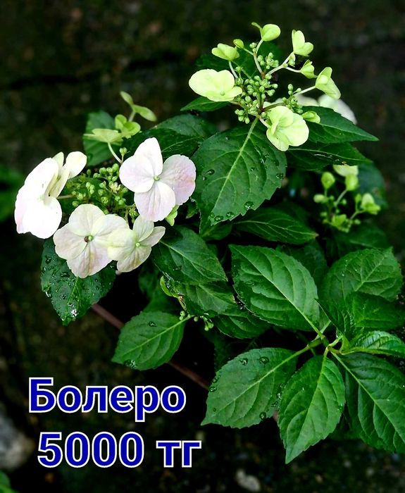 Гортензии разные сорта