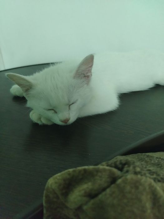 Отдам котёнка 2 - 3 месяца