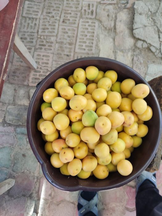 Дача с богатым садом