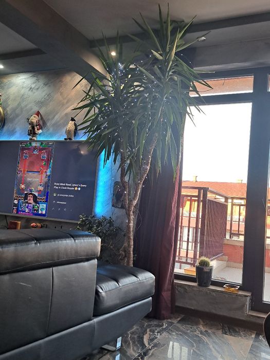 Бенджамин .Финикова палма Юка