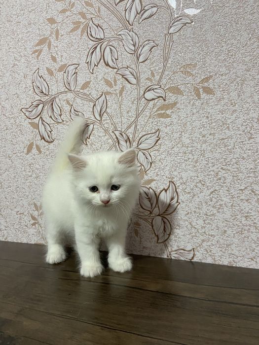 Mushuk sotiladii