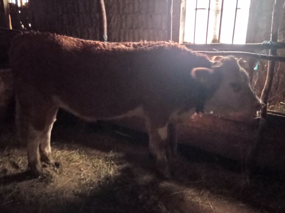 De vânzare vacă și vițea