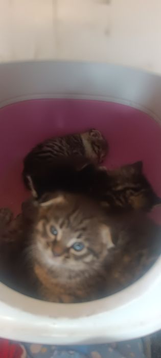 Отдам котят Бесплатно