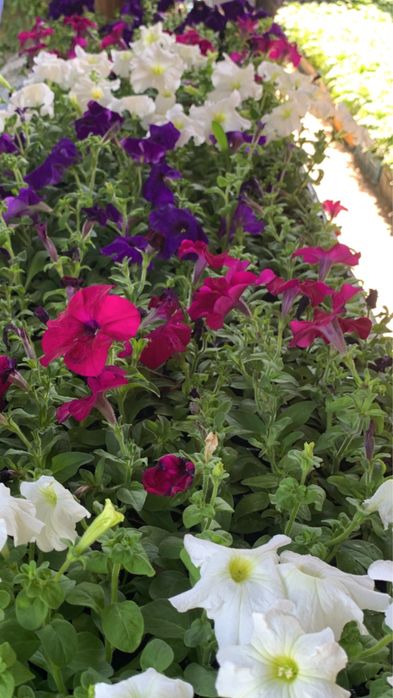 Рассада петунья , бархатцы и тд