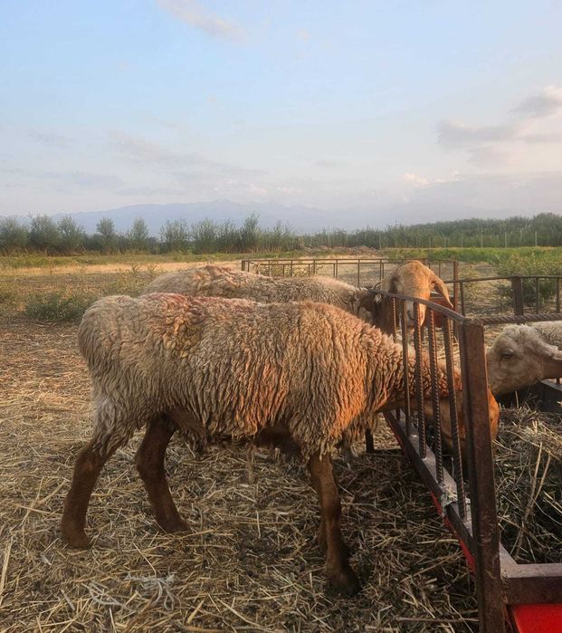 Овцы на продажу, с ягнятами