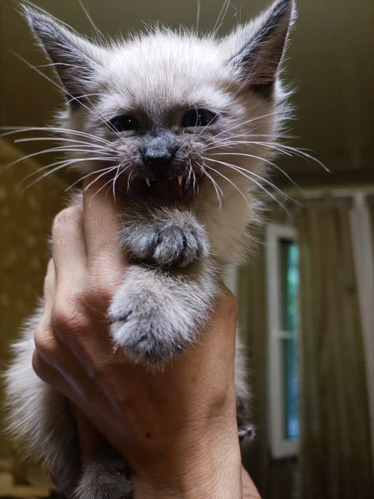 Девочка с характером ищет понимание!