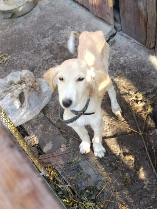 В добрые руки!!!