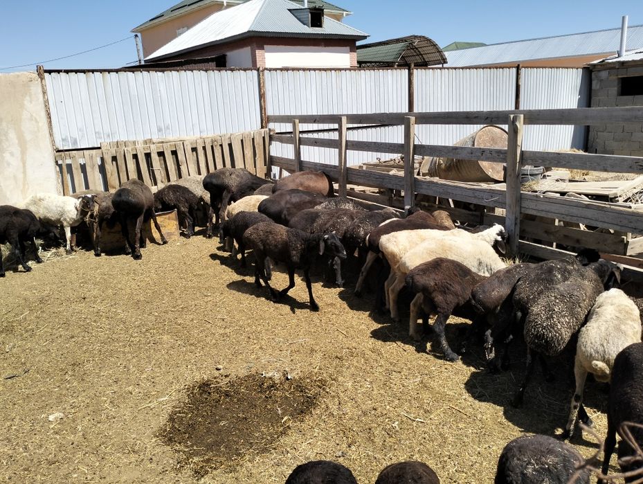 Еркек койлар бар