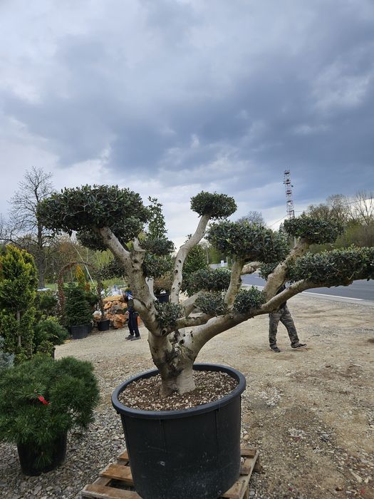 Salcie plangatoare salix