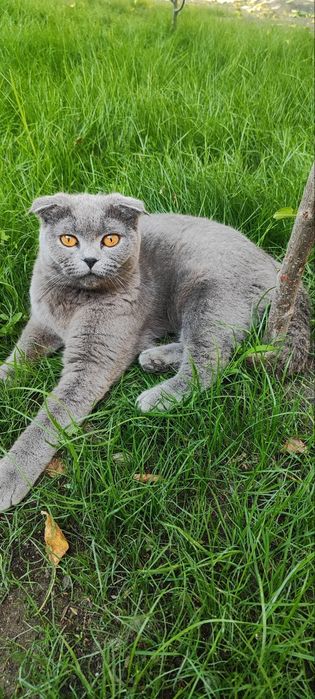 Mushuk Scottish Fold