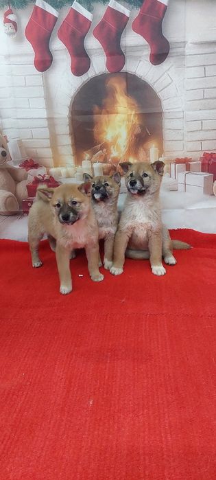 Шиба Ину Shiba inu