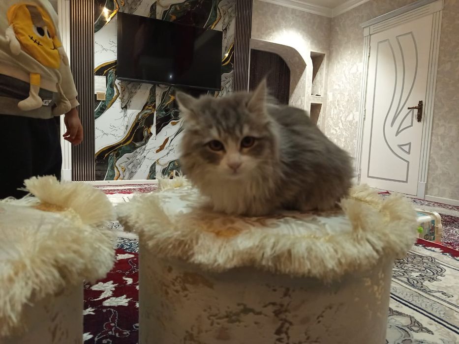 Невская маскерадная