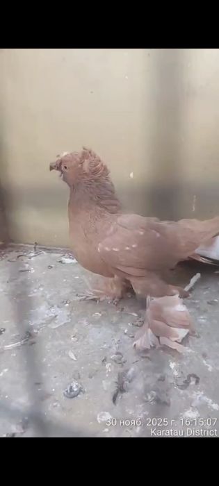 Голуби пара тттт