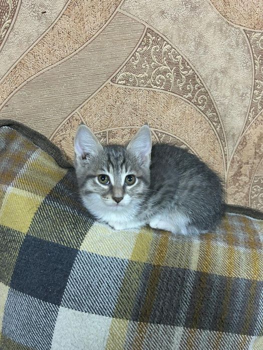 Котёнок девочка два месяца