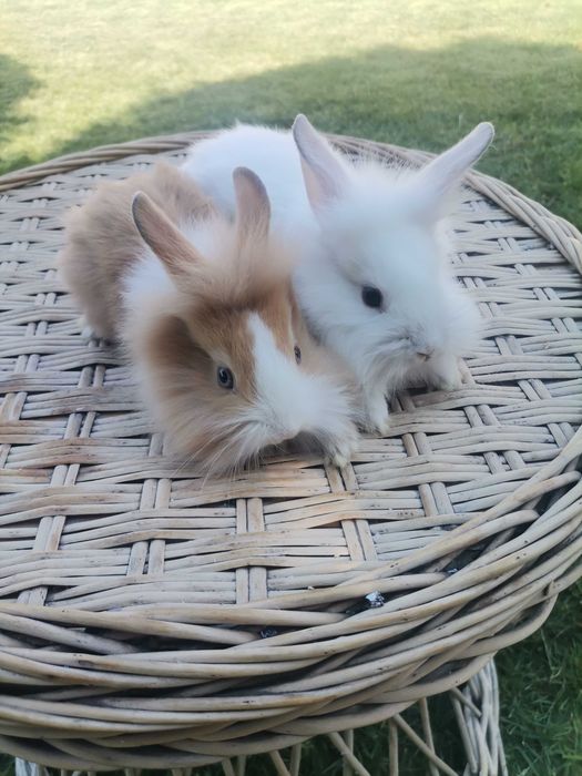De vanzare iepuri pitici