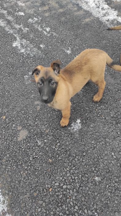Donez pui Ciobanesc belgian malinois