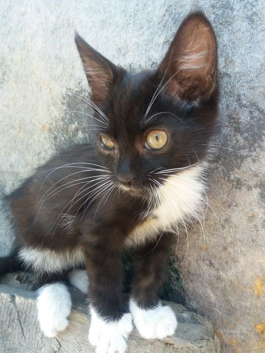 Отдам котенка, 3 месяца, мальчик