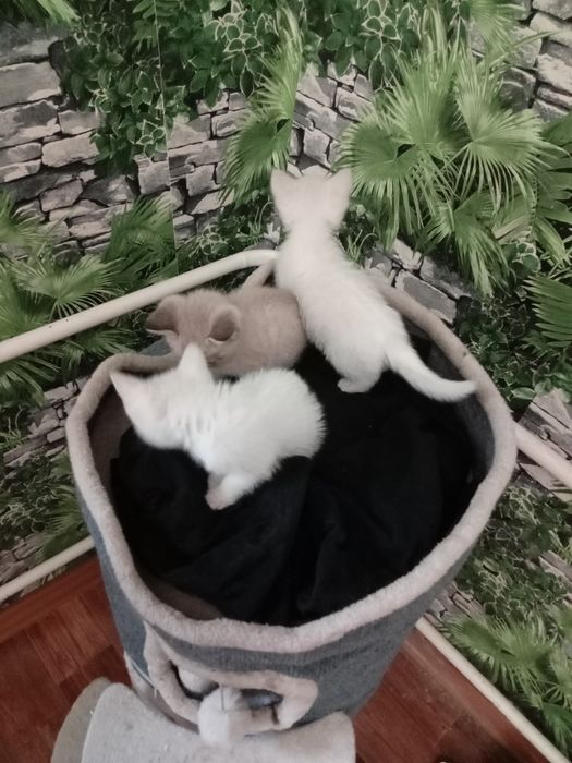 Белые котята подарю в добрые руки.