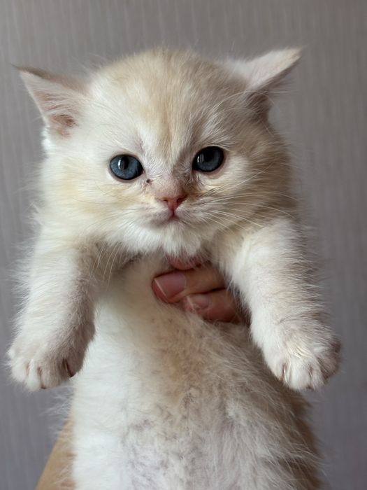 Котята породы шотланской шиншилы