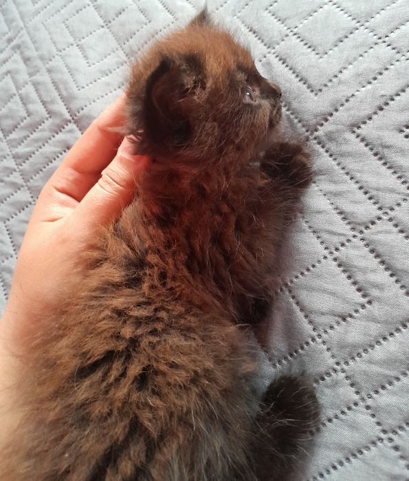 Котёнка  сибирская