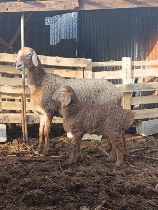 Арашан матка с ягненкам