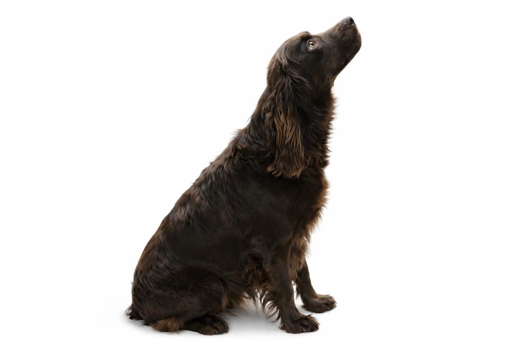 Щенки русского спаниэля